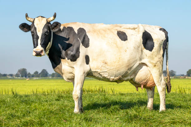 Dairy cow